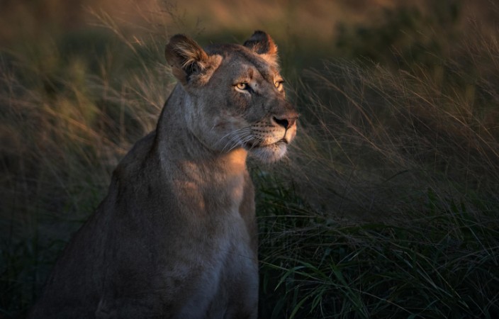 Picture of Lioness at first day light