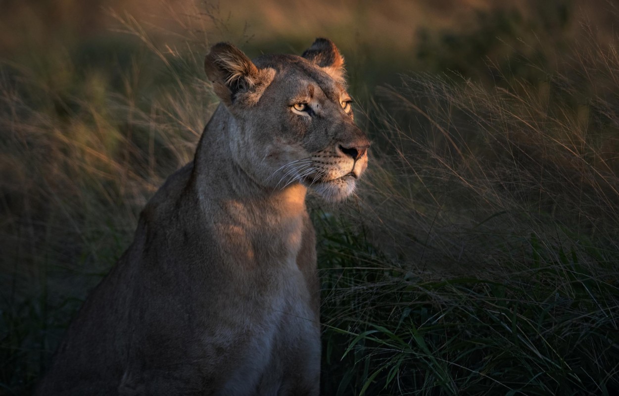 Image de Lioness at first day light