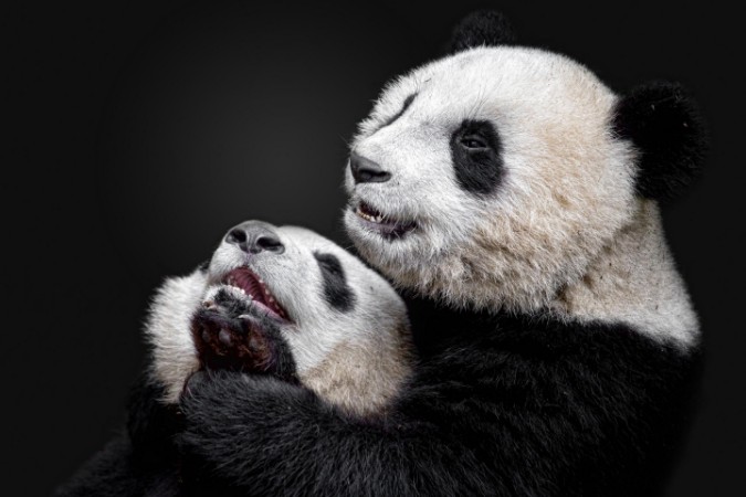 Bild på Pandas