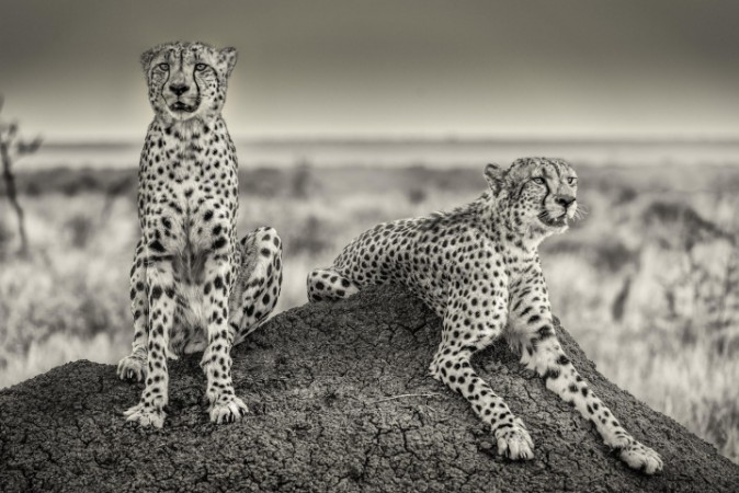 Picture of Two Cheetahs watching out