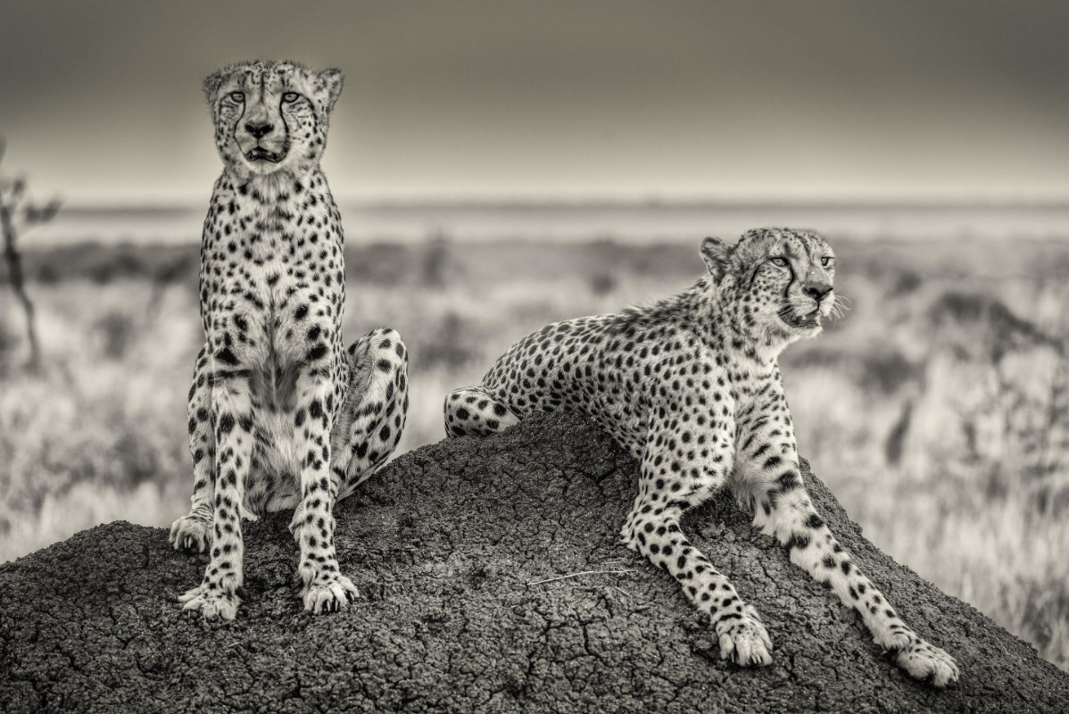 Afbeeldingen van Two Cheetahs watching out