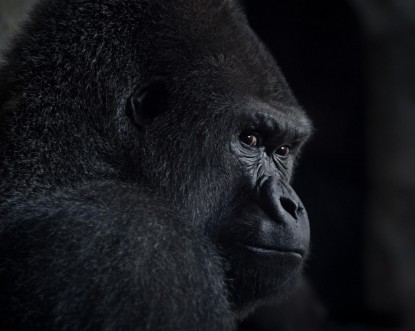 Bild på Gorilla gaze