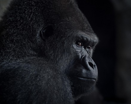 Picture of Gorilla gaze