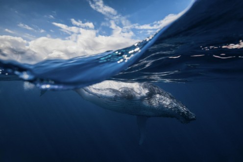 Afbeeldingen van Humpback whale and the sky