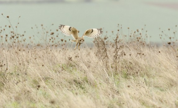 Picture of Hunting Short Eared Owl