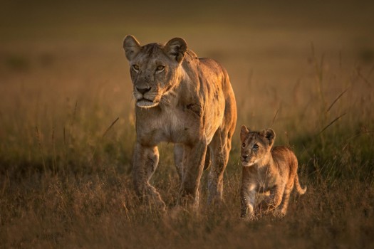 Picture of Mom lioness with cub