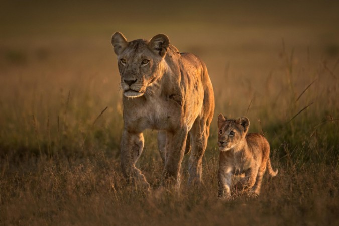 Image de Mom lioness with cub