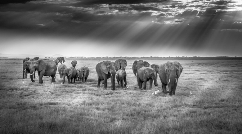 Image de Breakfast with pachyderms