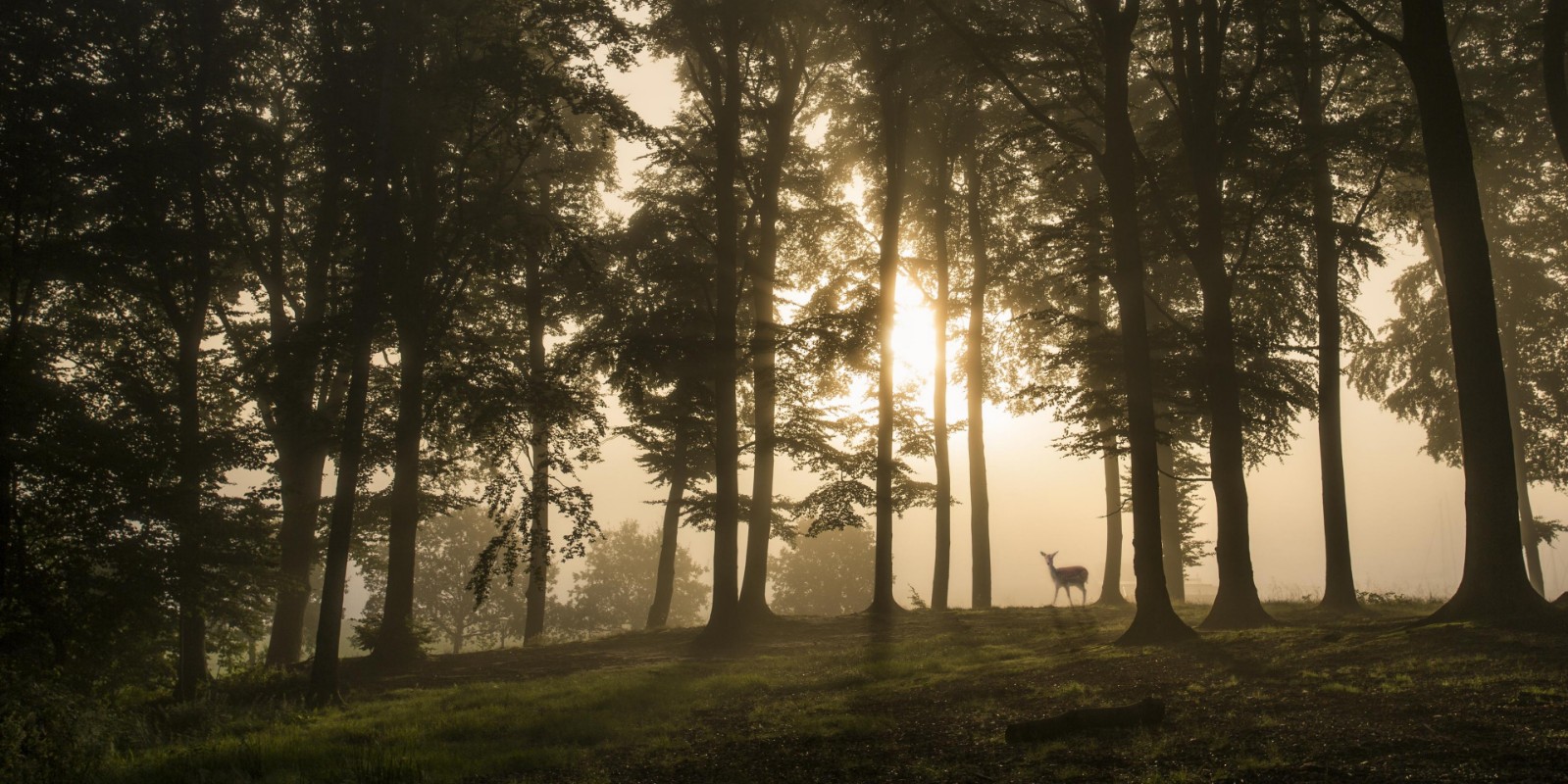 Image de Deer in the morning mist.