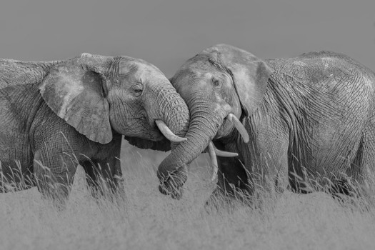 Bild på Elephant fight