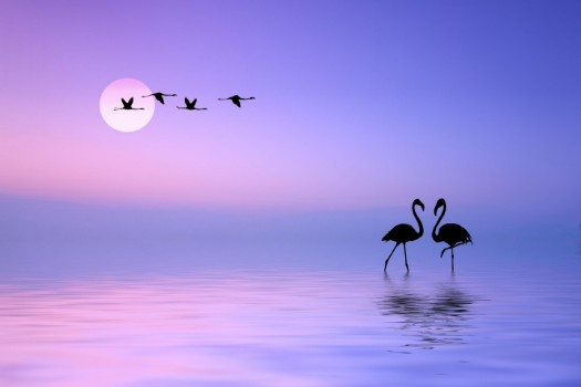 Bild på Flying flamingo