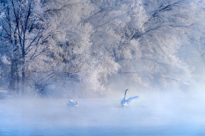 Swan lake photowallpaper Scandiwall