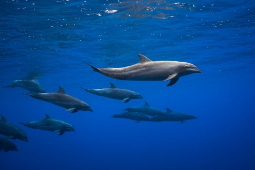 Bild på Dolphins