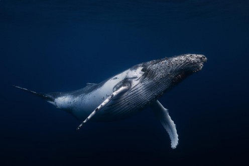 Afbeeldingen van Humpback whale in blue