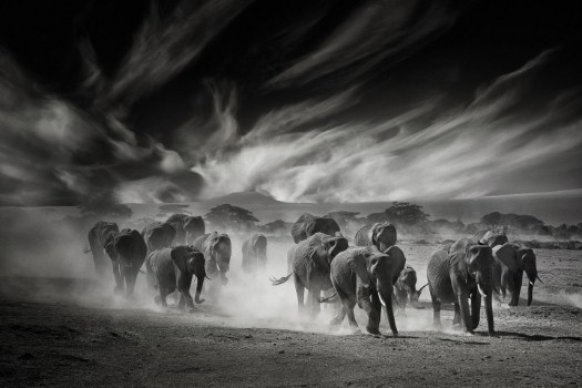 Picture of The sky, the dust and the elephants