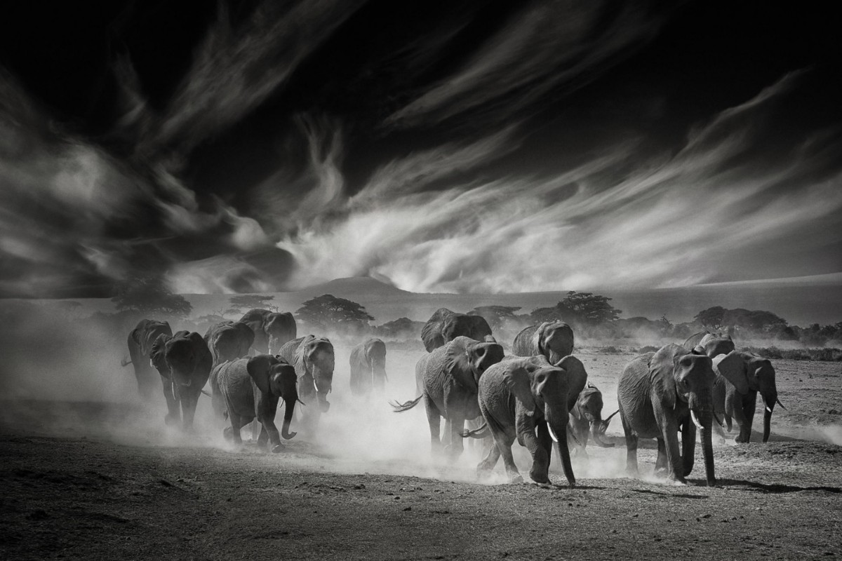 Afbeeldingen van The sky, the dust and the elephants