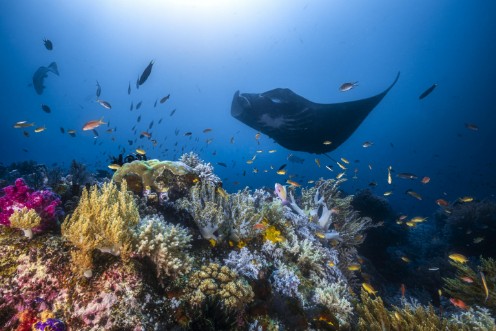 Afbeeldingen van Manta reef on the reef