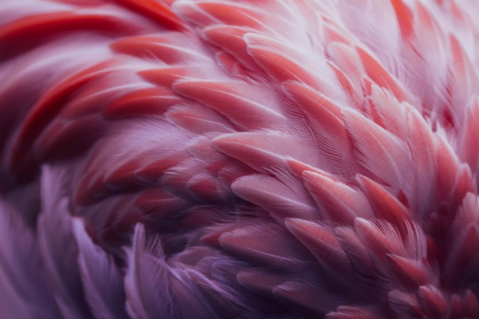 Afbeeldingen van Flamingo