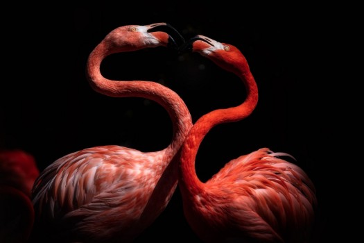 Bild på Flamingos