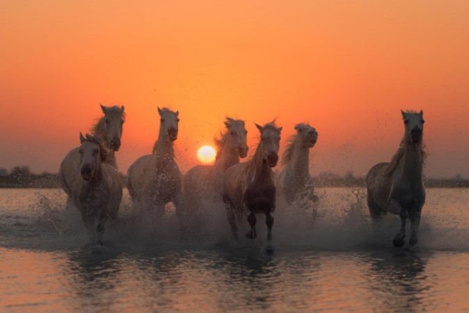 Picture of Sunset in Camargue