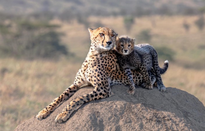 Bild på Cheetah and cub