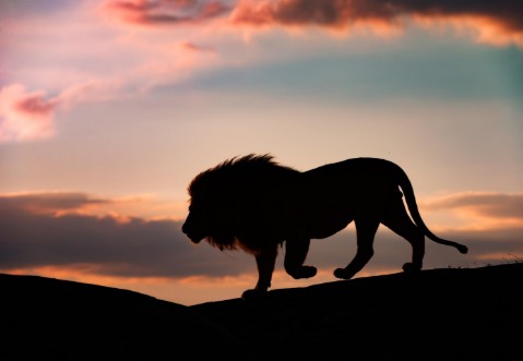 Image de Sunset in the Serengeti