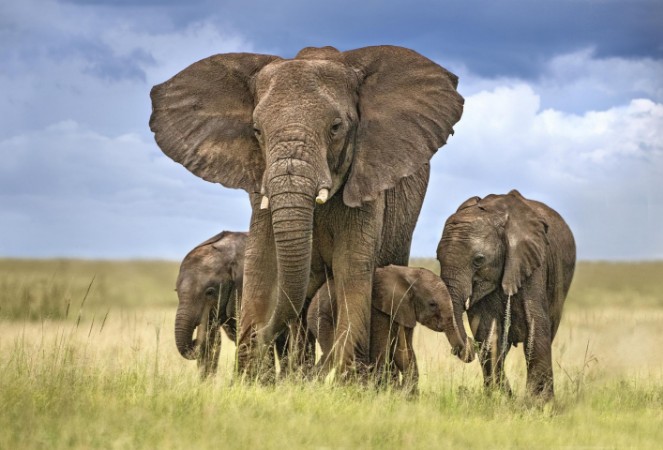 Image de Elephant mom protecting her calves