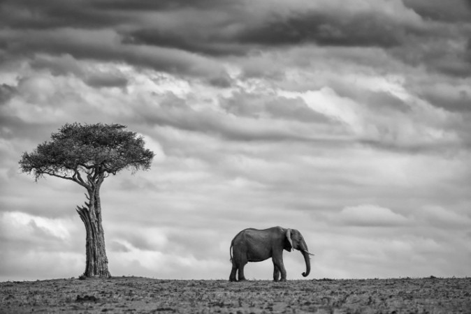 Bild på Elephant landscape