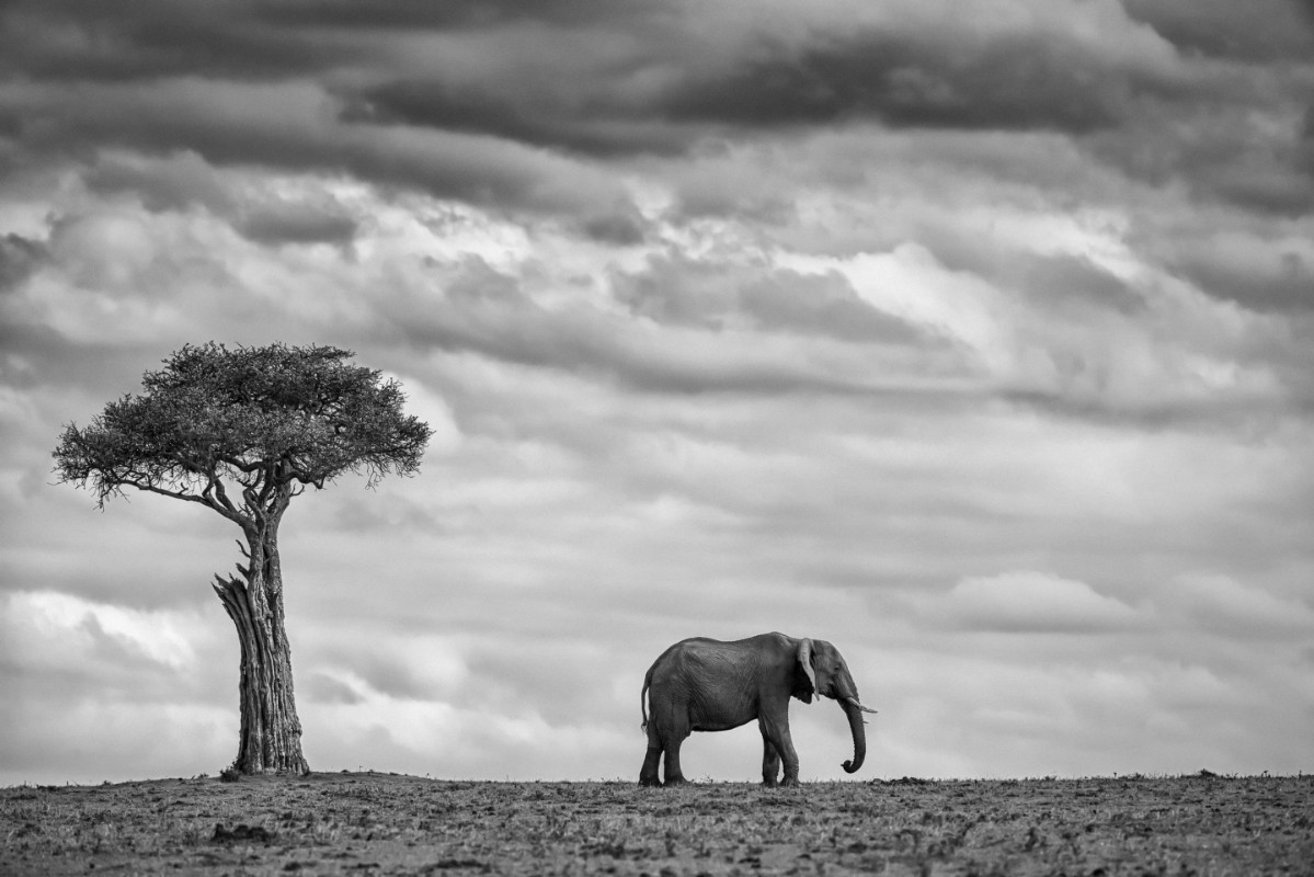 Image de Elephant landscape