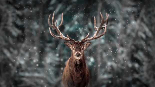 Bild på Deer King