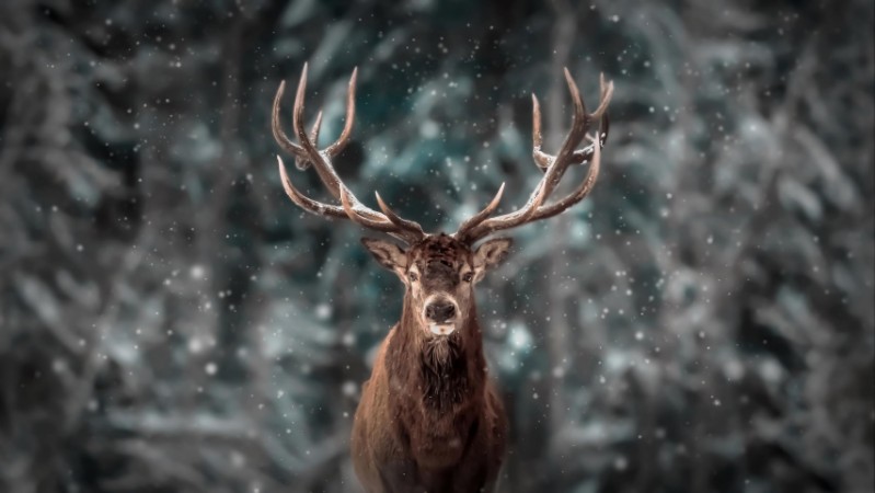 Afbeeldingen van Deer King