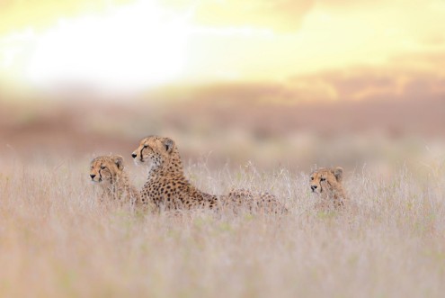 Image de Cheetah family