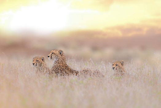 Bild på Cheetah family