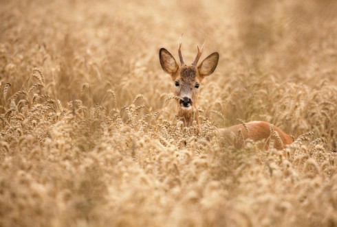 Afbeeldingen van Deer in the field