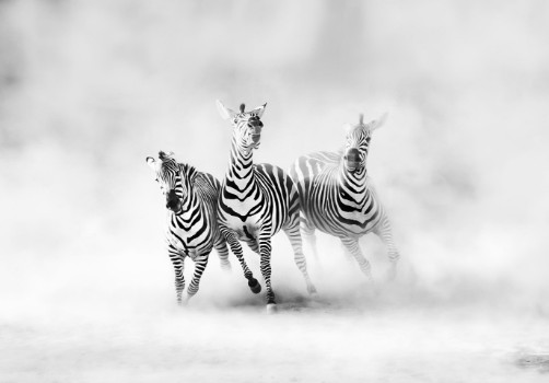 Picture of ZEBRAS