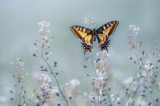 Picture of Swallowtail beauty