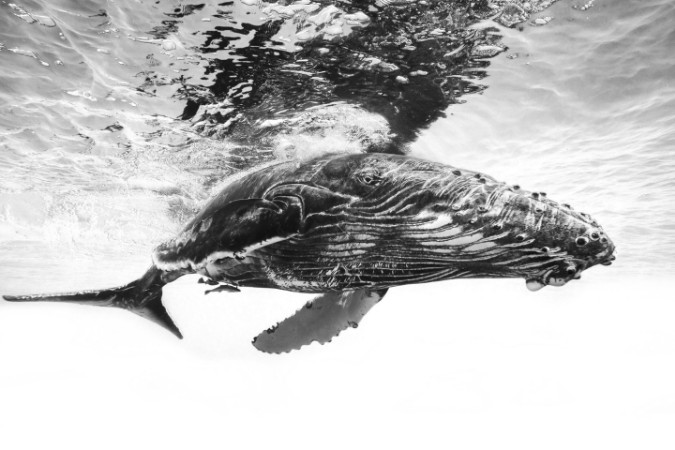 Afbeeldingen van Humpback whale calf