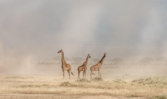 Afbeeldingen van Weathering the Amboseli Dust Devils