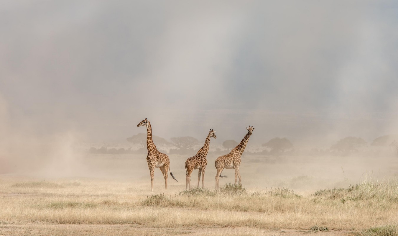 Afbeeldingen van Weathering the Amboseli Dust Devils