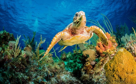 Afbeeldingen van Hawksbill turtle swimming through carribean reef