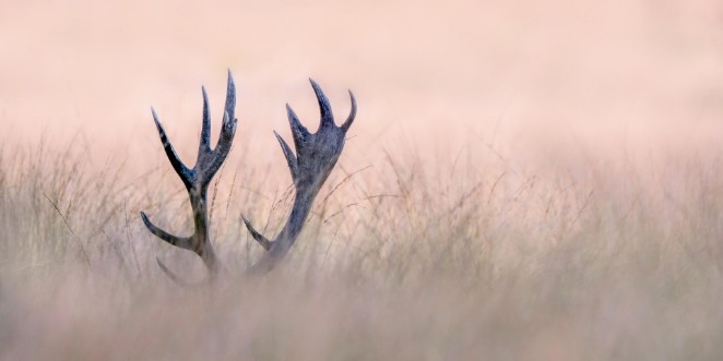 Afbeeldingen van Hide & seek (horn of stag)
