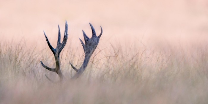Picture of Hide & seek (horn of stag)