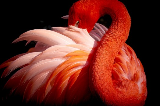 Bild på Flamingo