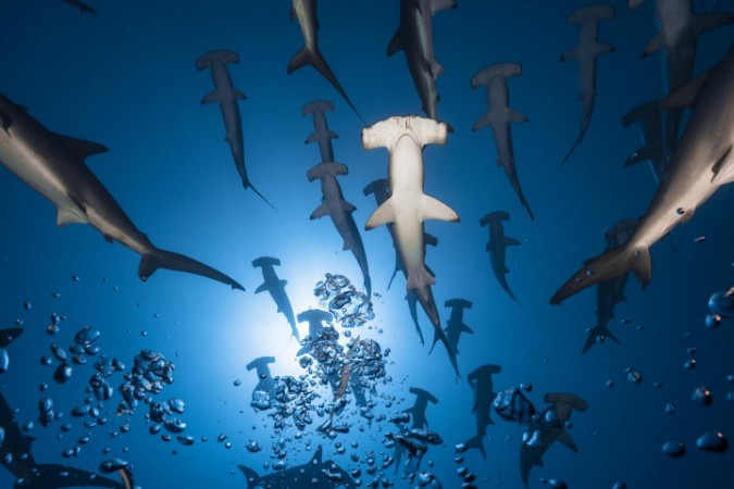 Afbeeldingen van Hammerhead Shark