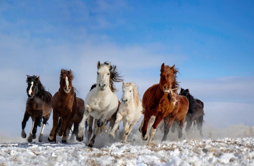 Afbeeldingen van Mongolia Horses