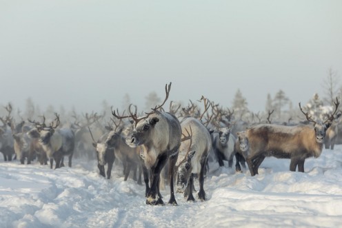 Image de Reindeers