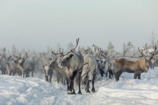 Picture of Reindeers