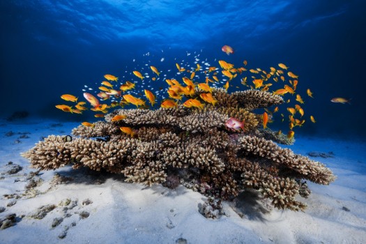 Picture of Marine life