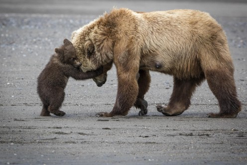 Afbeeldingen van A little Bear hug