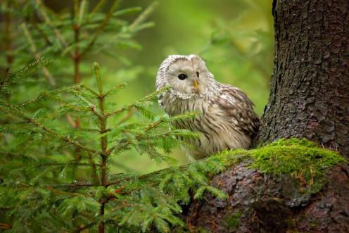 Picture of Ural Owl